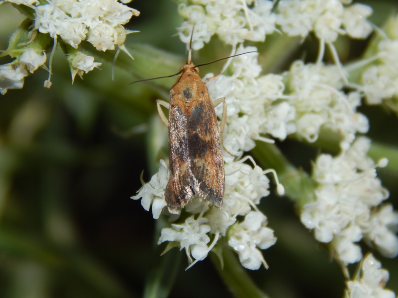 Crambidae (?) da ID - Pterothrixidia rufella